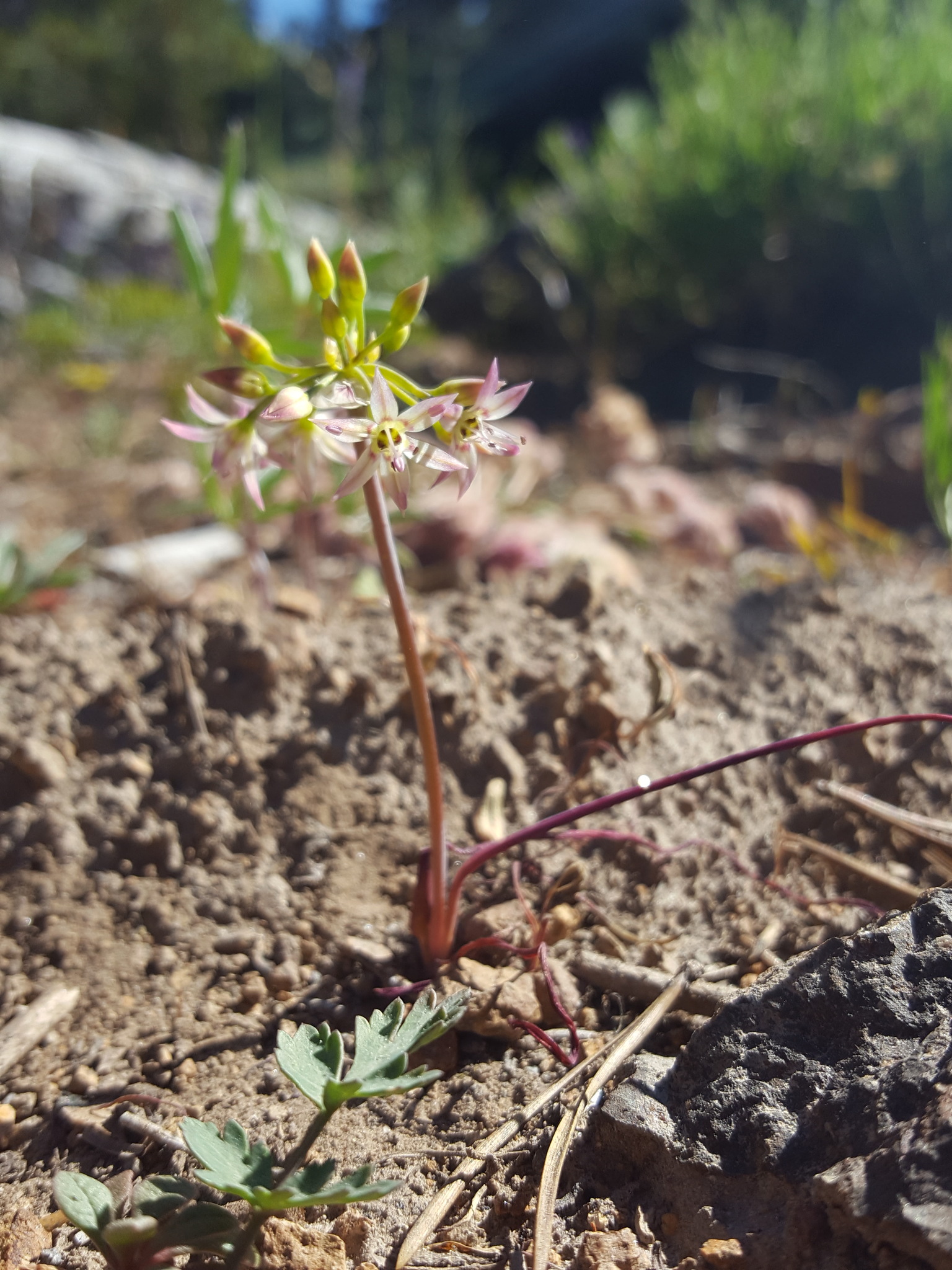 international backfill (iNaturalist): Allium