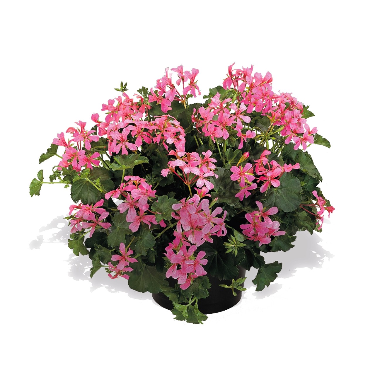 Пеларгония Classic Single Decora Pink