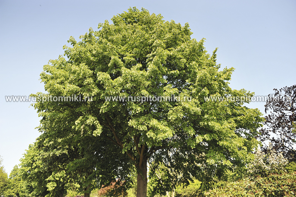 Липа мелколистная, сердцевидная Greenspire