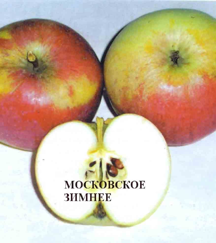 Яблоня Московское зимнее