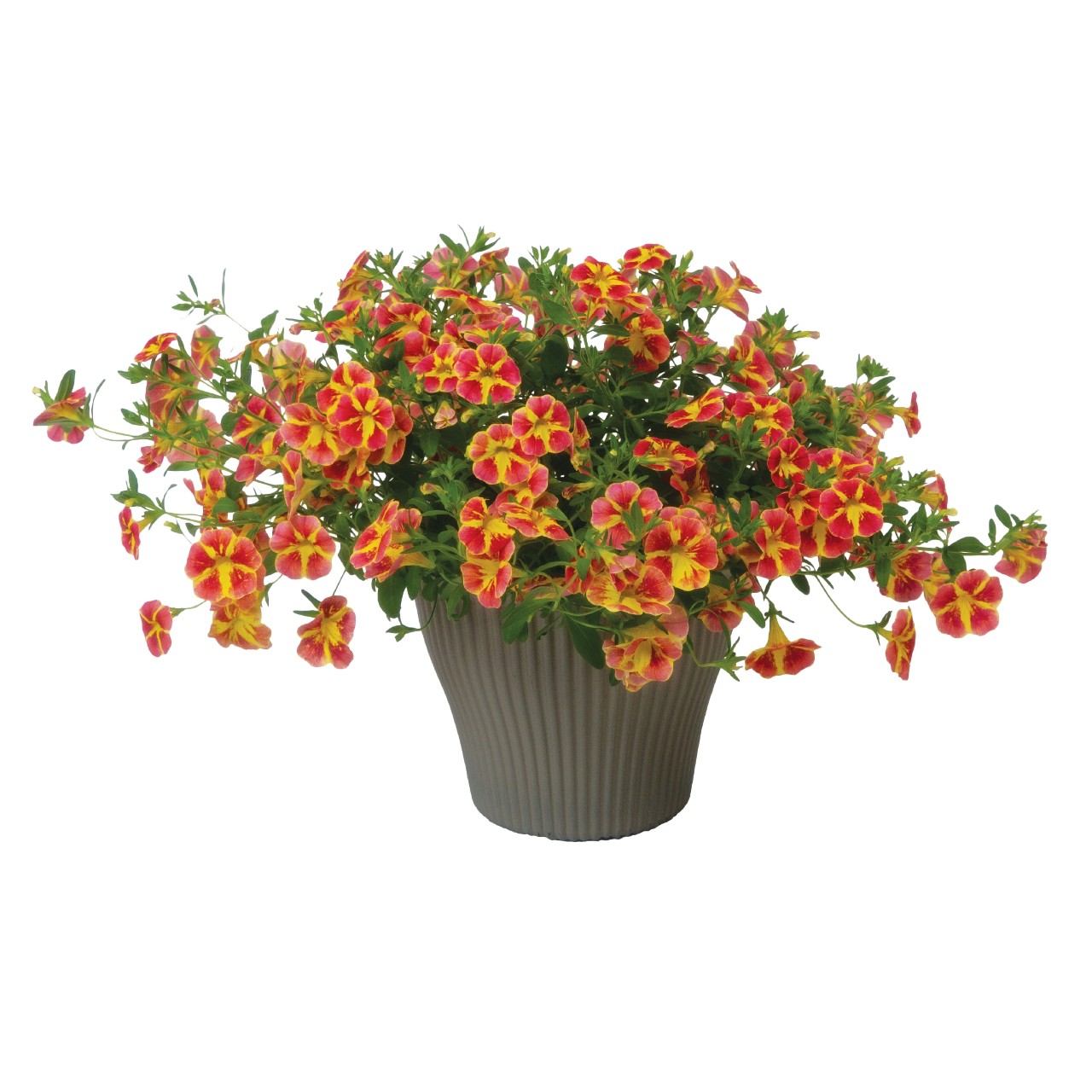 Калибрахоа Bloomtastic Orange Cart Wheel