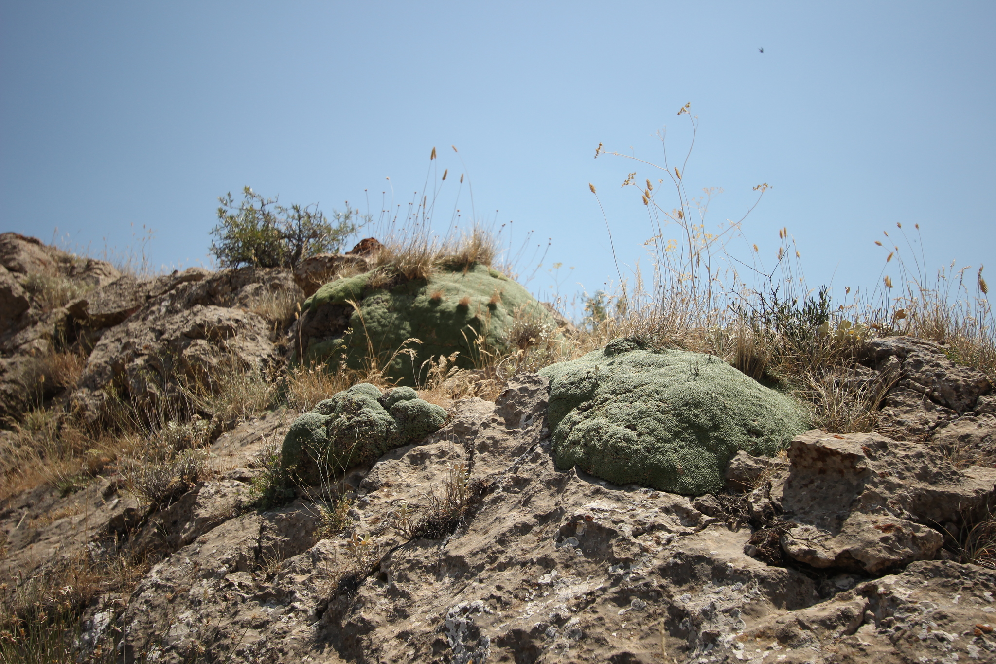 international backfill (iNaturalist): Gypsophila