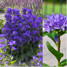 Колокольчик скученный (Campanula glomerata Freya)