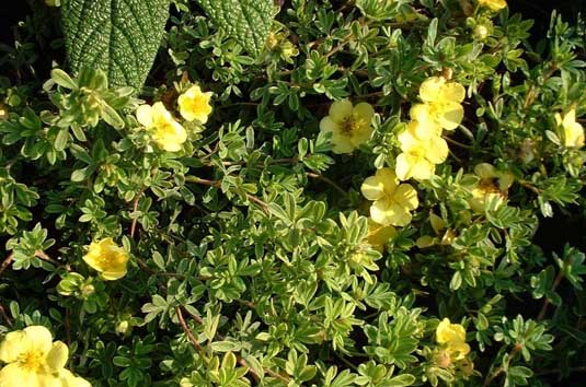 Лапчатка кустарниковая «Goldteppich» (Potentilla fruticosa «Goldteppich»)
