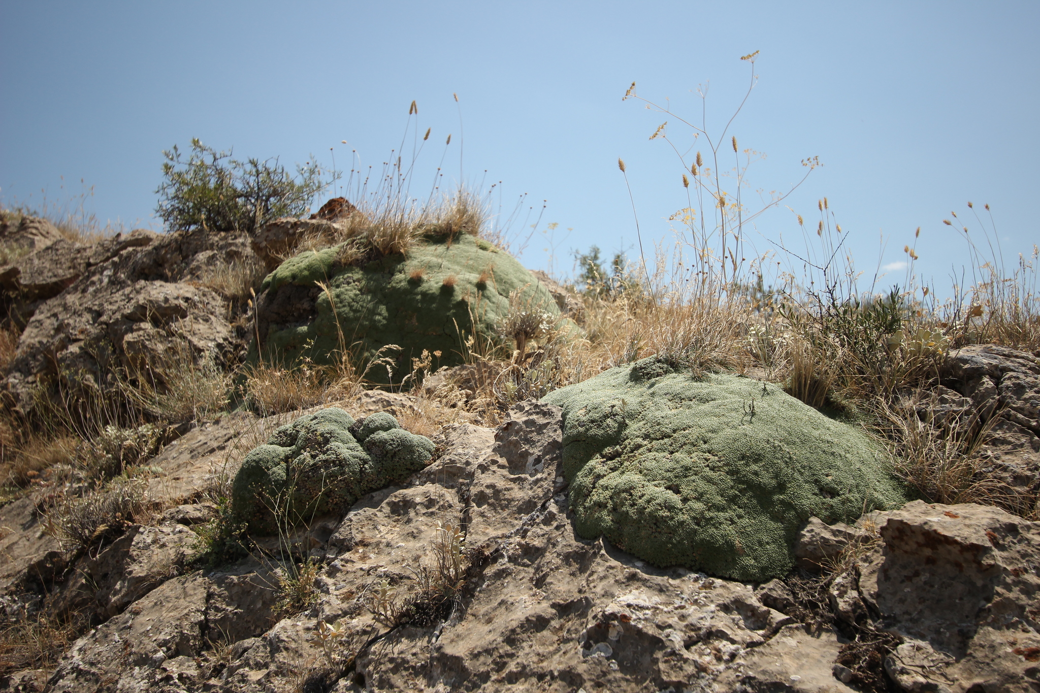 international backfill (iNaturalist): Gypsophila