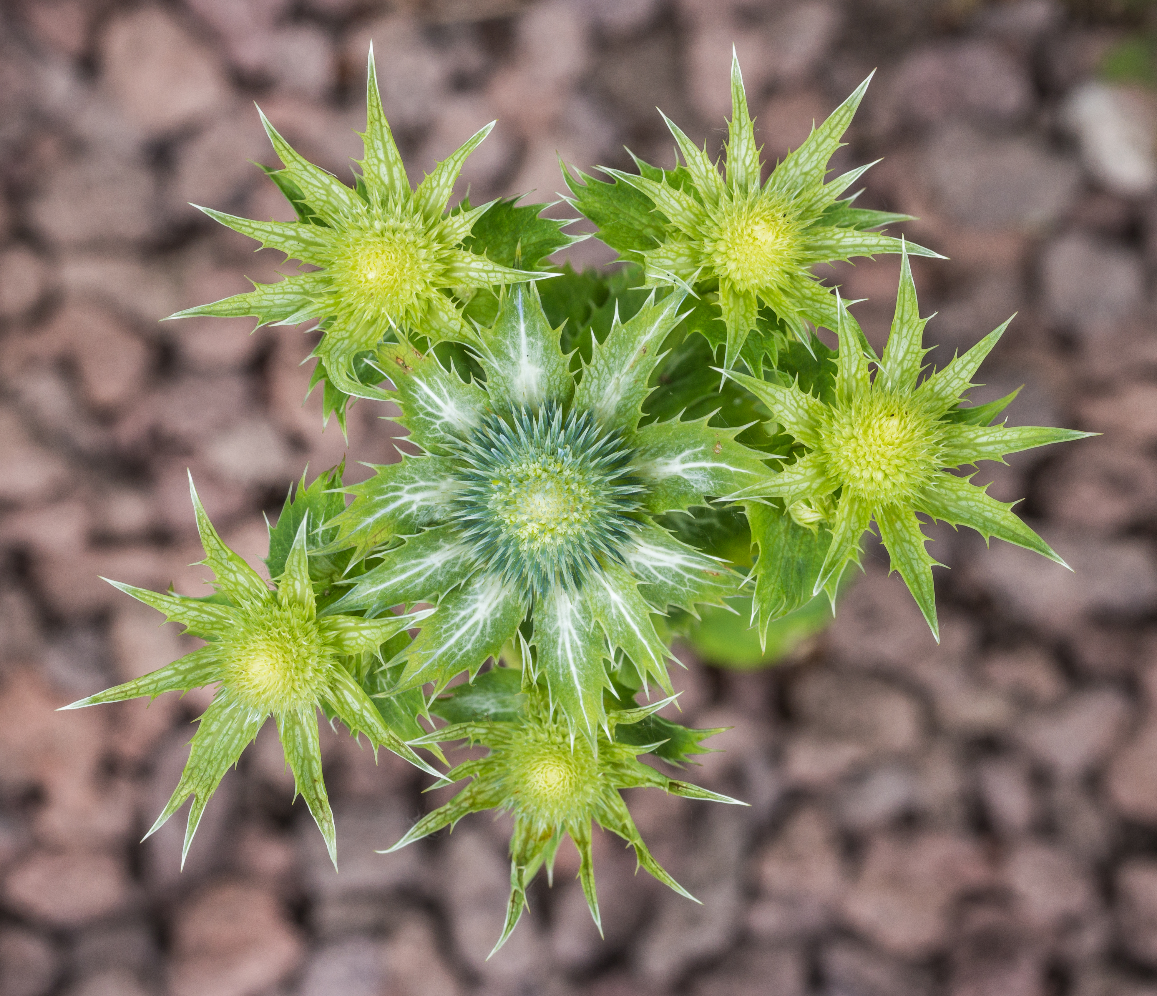 Синеголовник плоский "Блю Хоббит" (Eryngium planum "Blue Hobbit") с.1