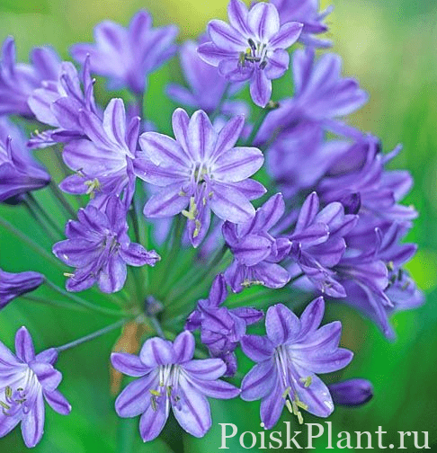 Агапантус африканский Blue Giant