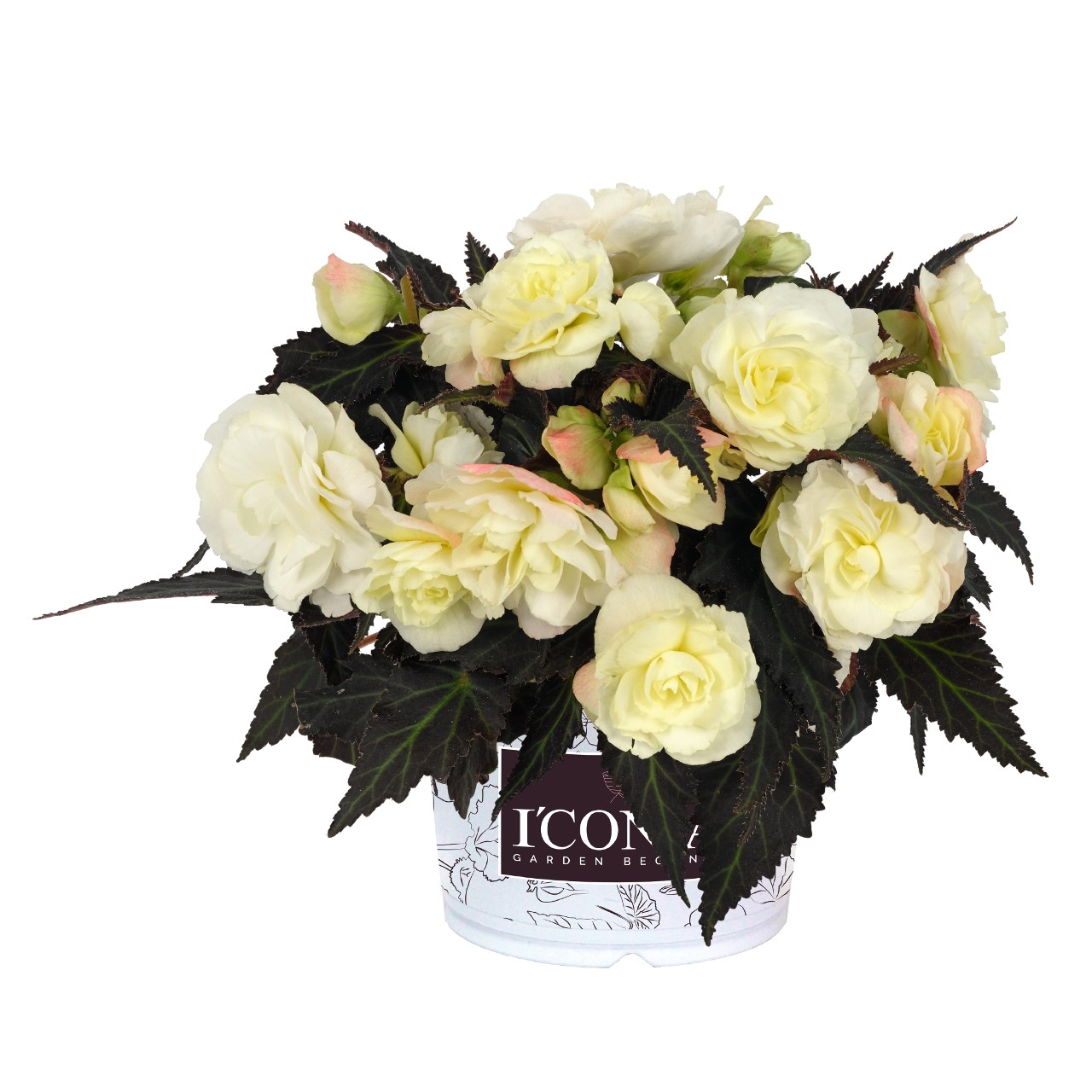 Бегония I'CONIA Portofino White