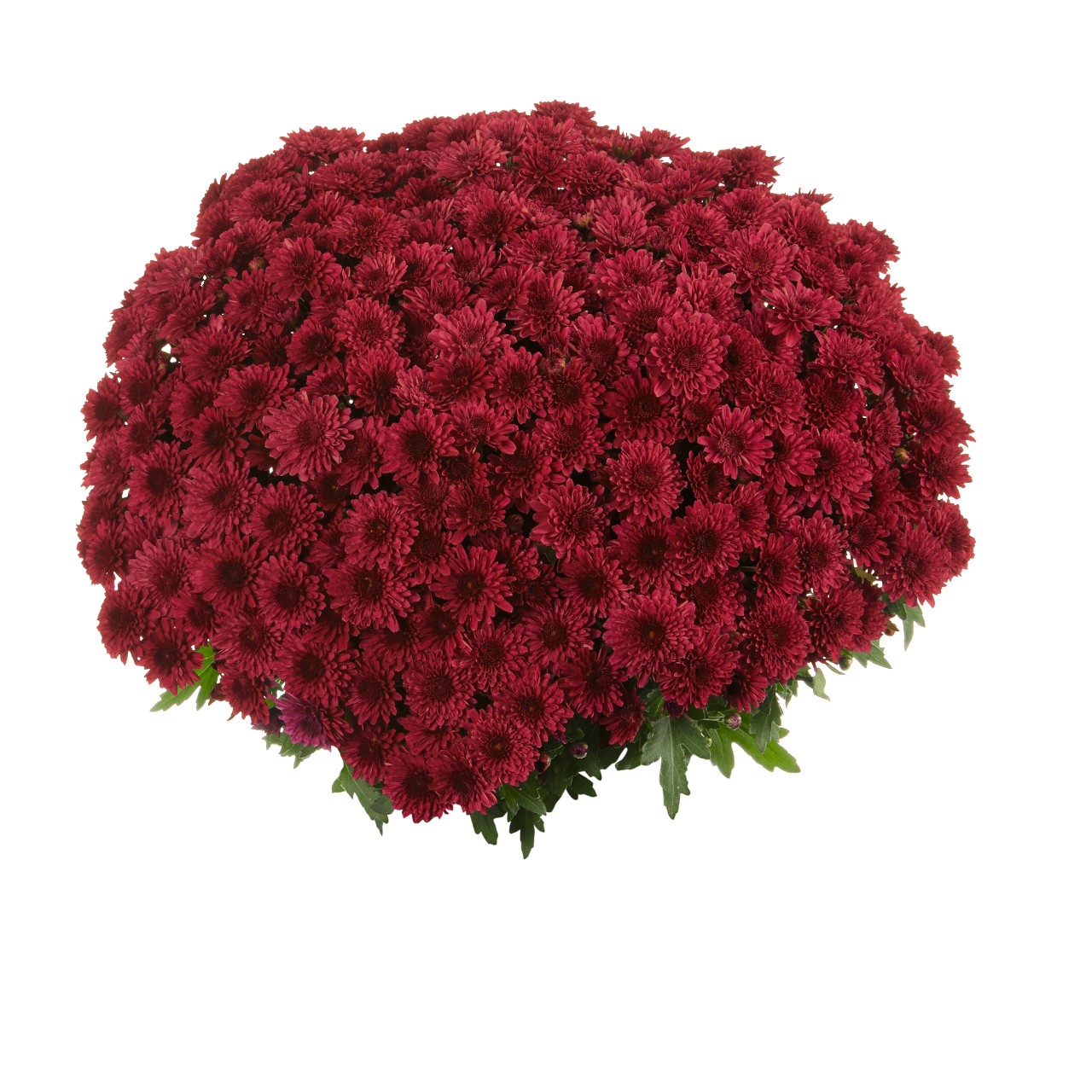 Хризантема Podium Red