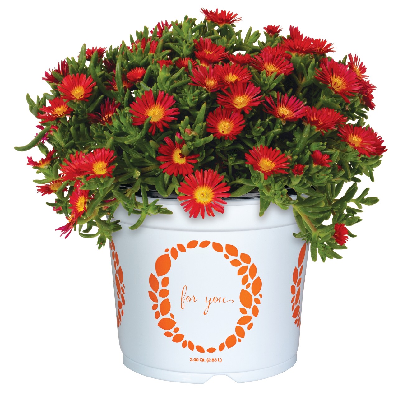 Делосперма Solstice Scarlet Red/Red