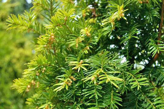 Тис ягодный "Aurea Decora"