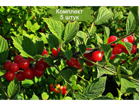Вишня Войлочная Натали