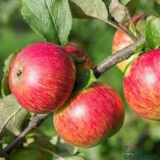 Яблоня Медуница (Malus)