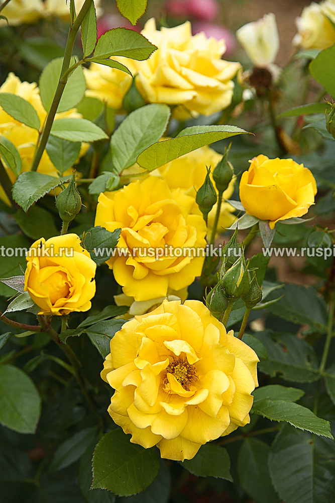 Розы Флорибунда Goldmarie’ = ‘KORfalt