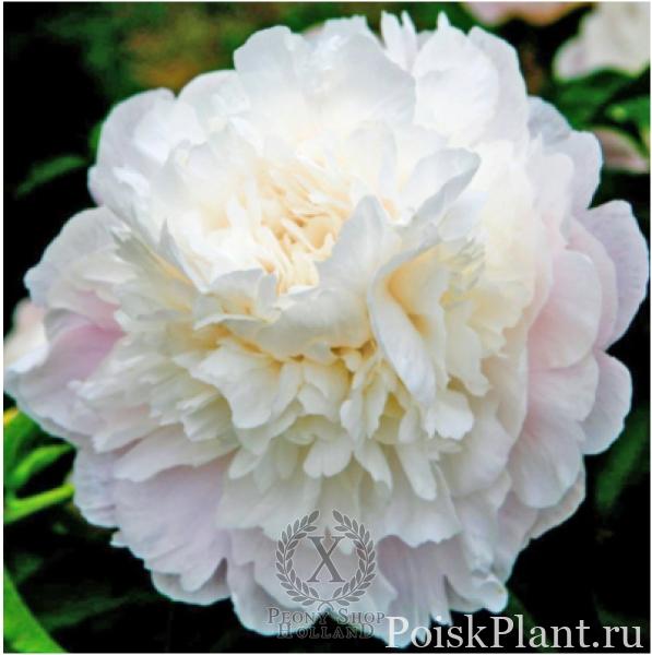 Пион травянистый Camellia White