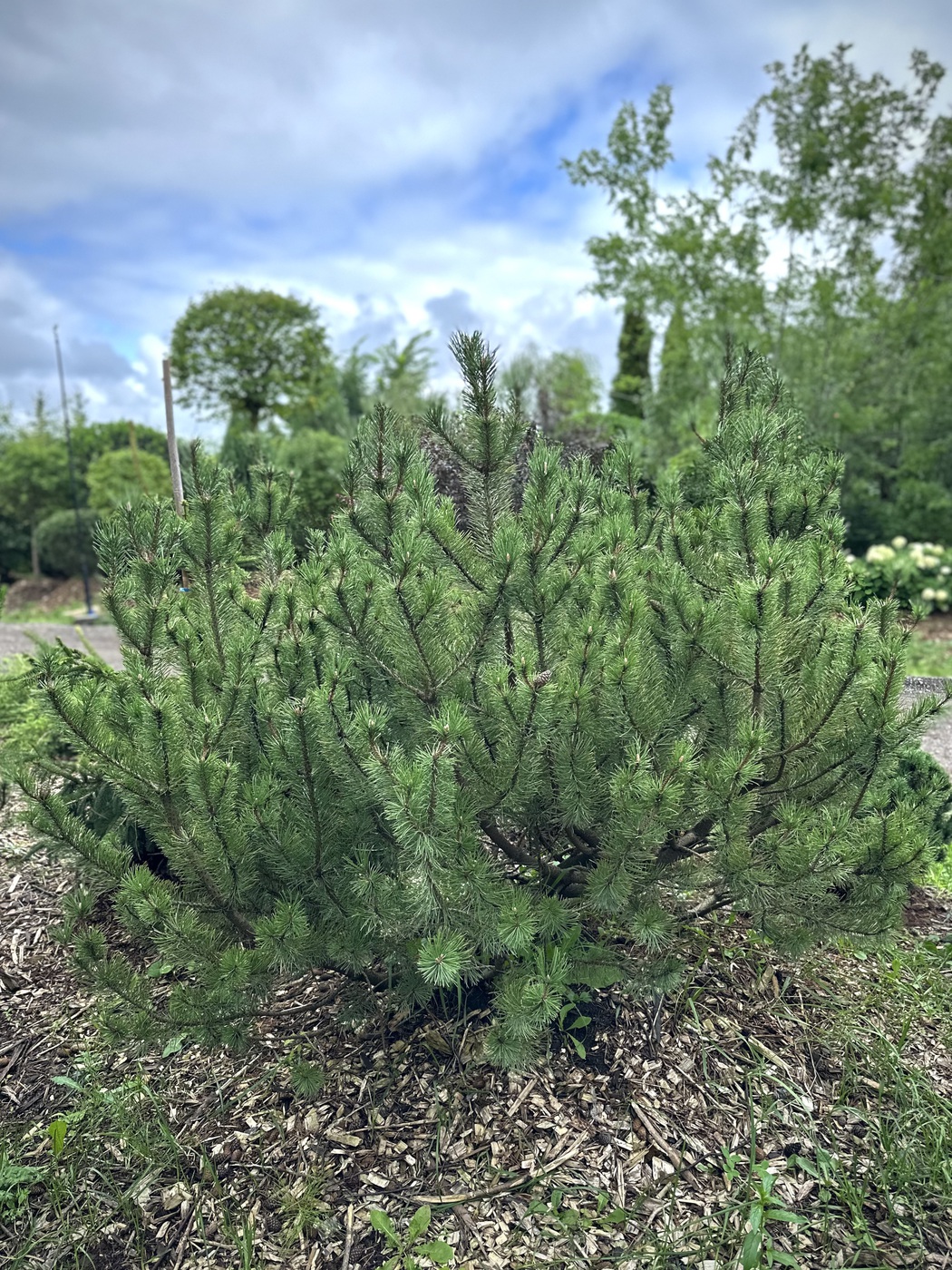 Сосна горная (Pinus Mugo)