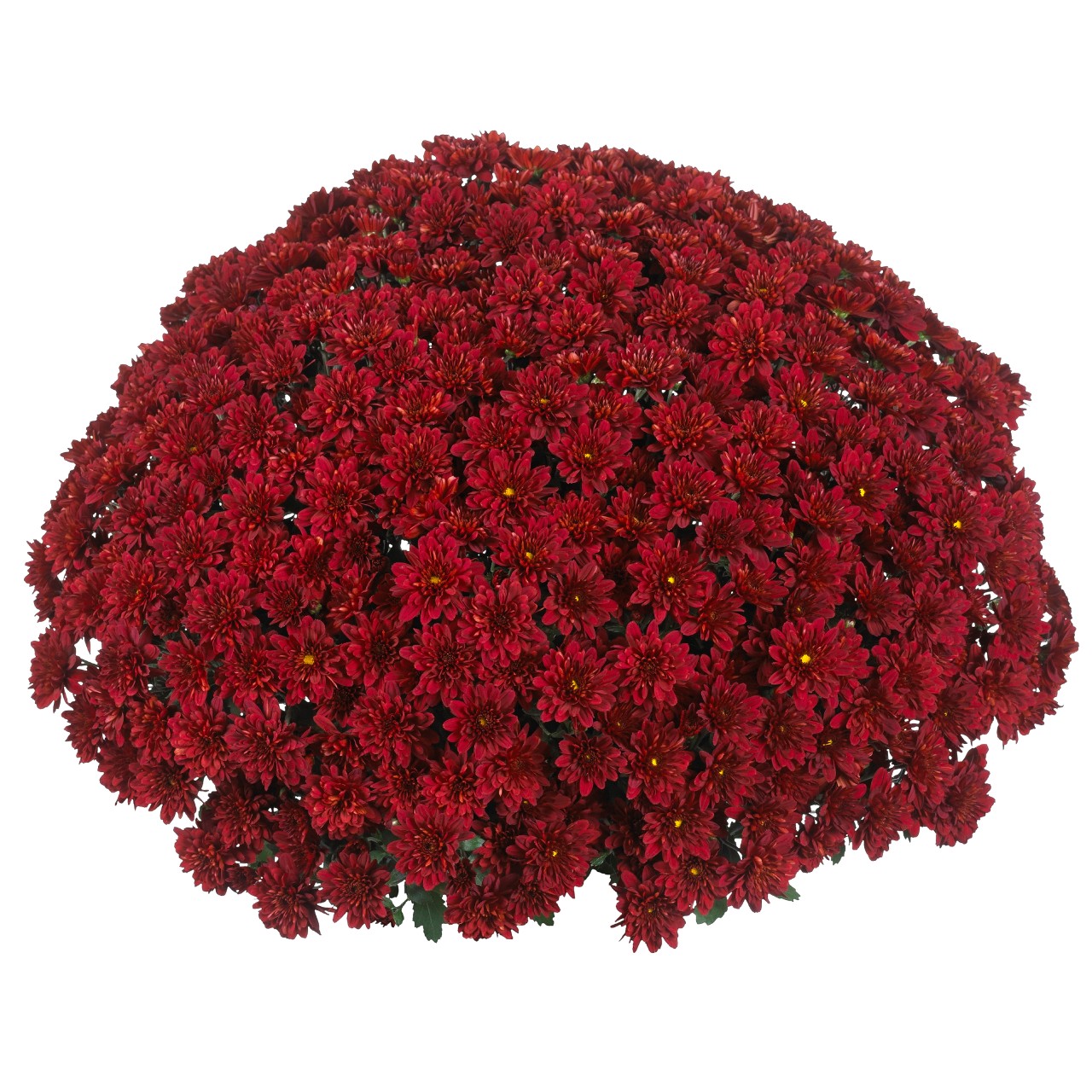 Хризантема Cheer Red