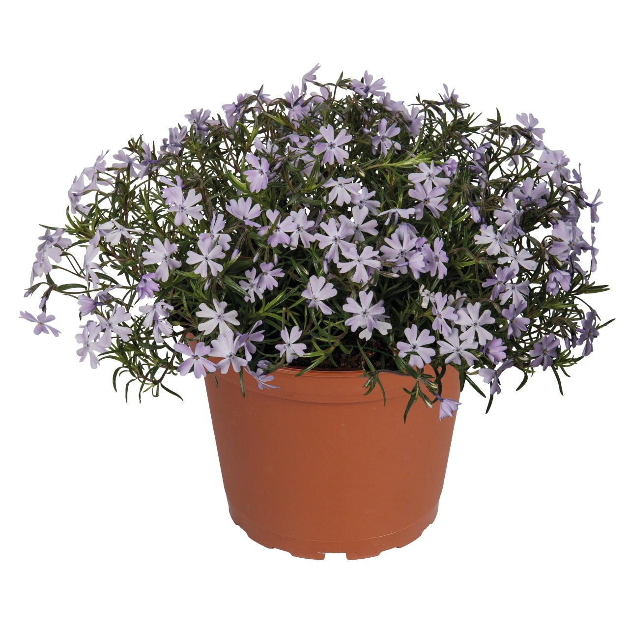 Флокс subulata Spring Lavender