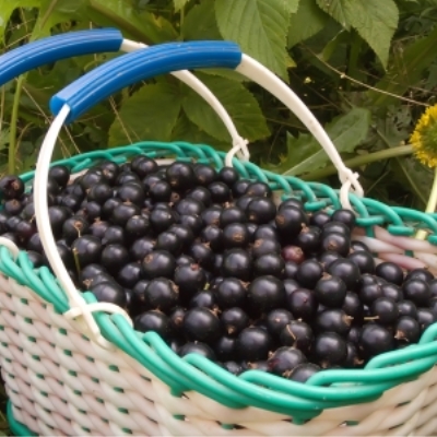 smorodina-ribes-chernaya