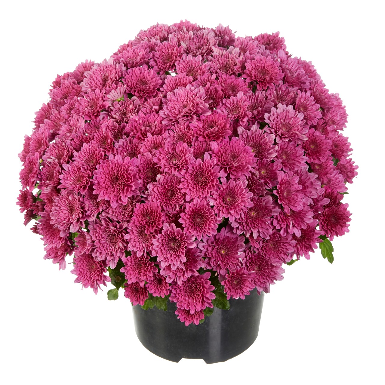 Хризантема Buzz Lavender