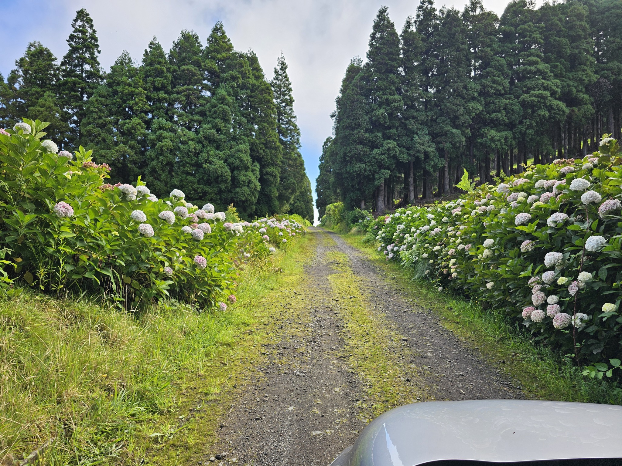 international backfill (iNaturalist): Hydrangea