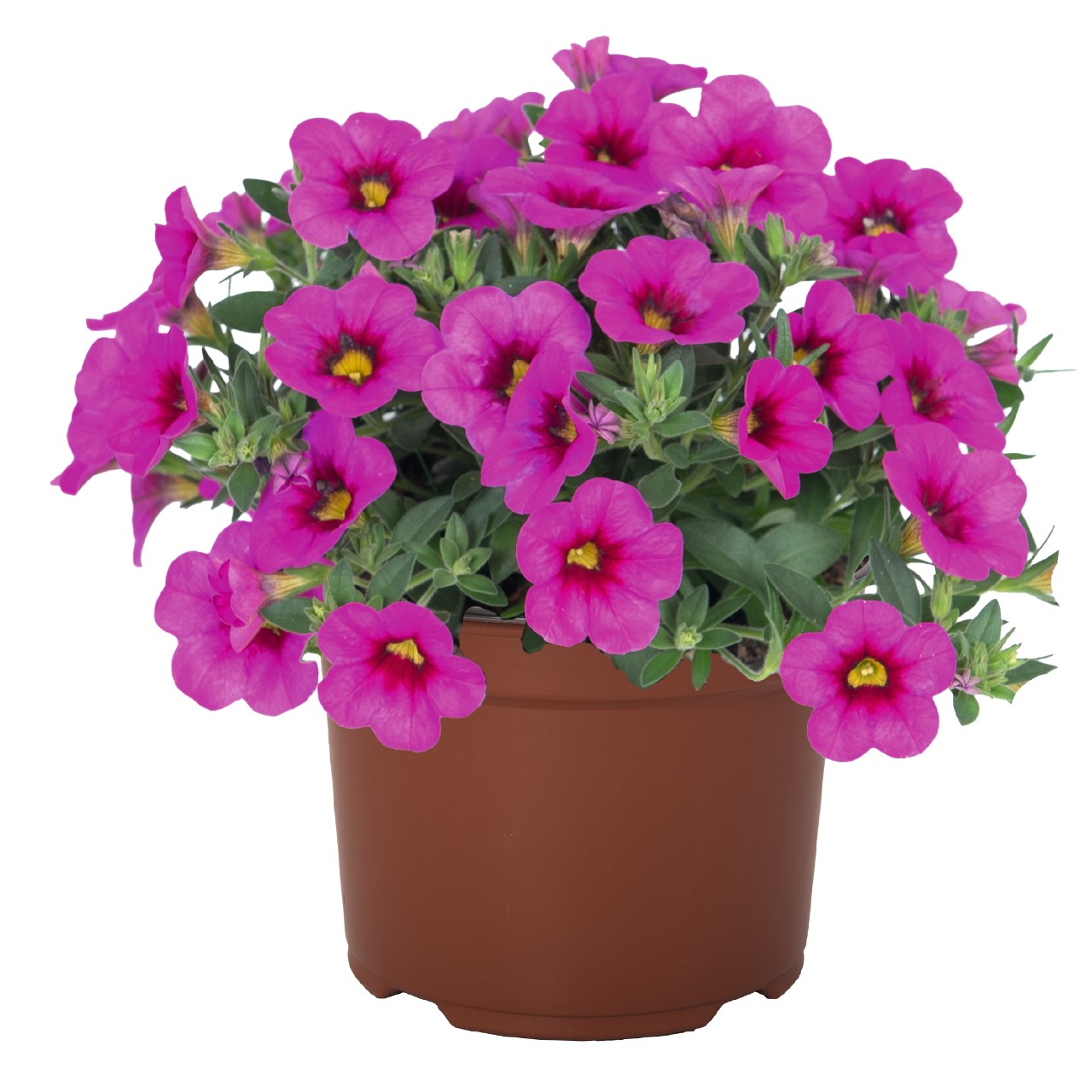 Калибрахоа Aloha Kona Hot Pink