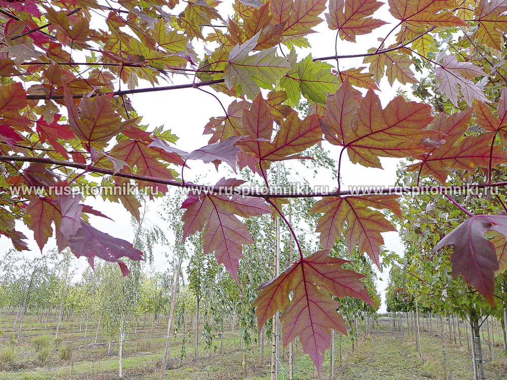 Клен Фримана Autumn Blaze` = `Jeffersred