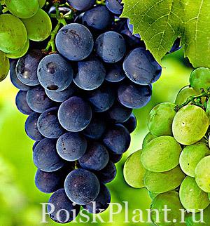 Виноград обыкновенный Muscat Bleu