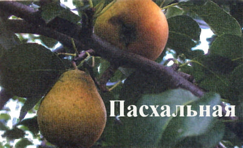 Груша Пасхальная
