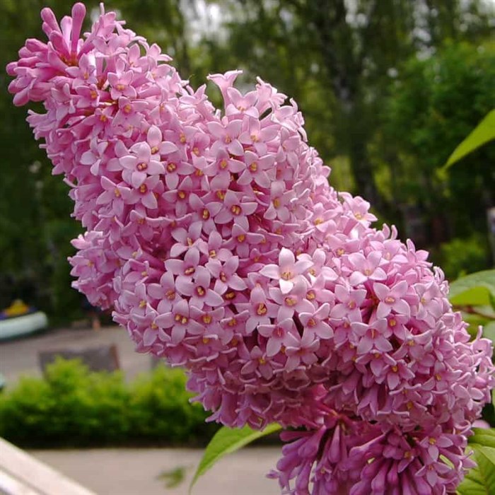 Сирень венгерская (Syringa josikaea)