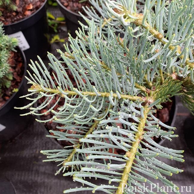 Пихта одноцветная Violacea Prostrate