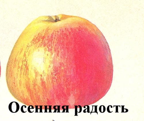 Яблоня Осенняя радость