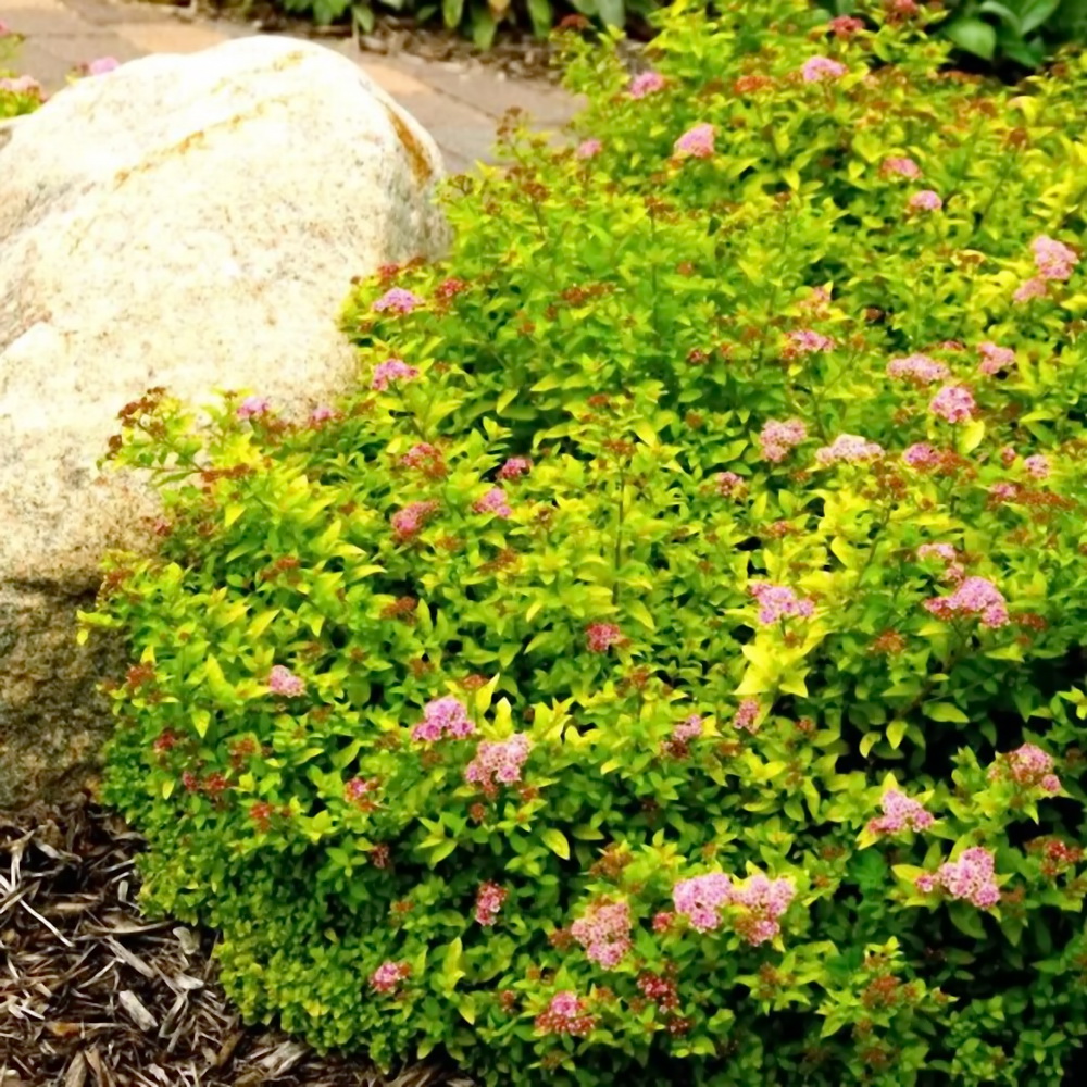 spireya-spiraea-yaponskaya