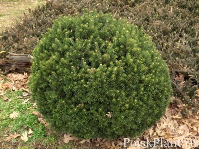 Ель колючая Green Globe