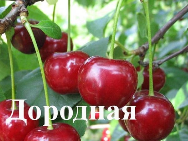 Дюк Дородная