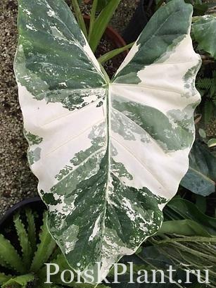 Алоказия микрорриза Variegata