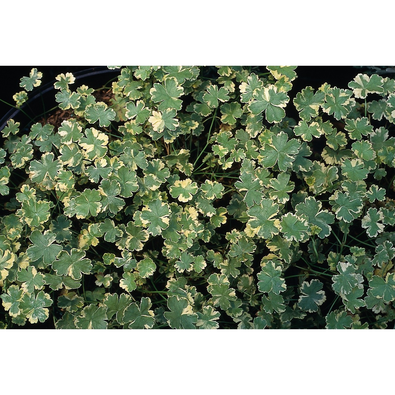 Будра Glechoma variegata