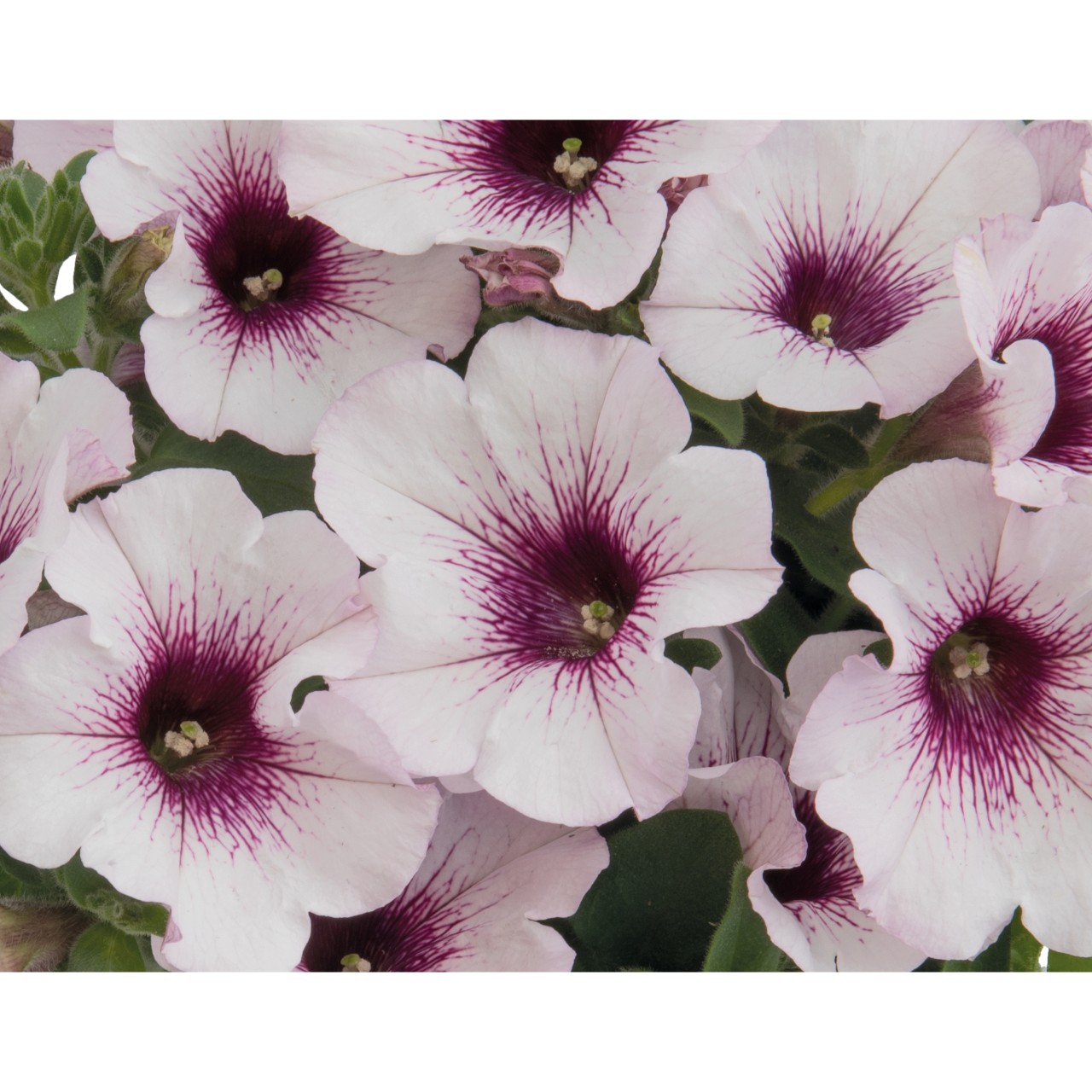 Петуния Sweetunia White Orchid