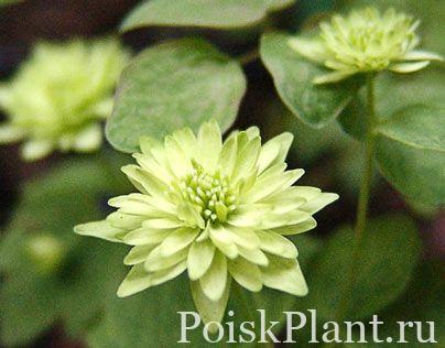 Анемонелла василистниковая Double Green