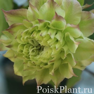 Клематис крупноцветковый Midori