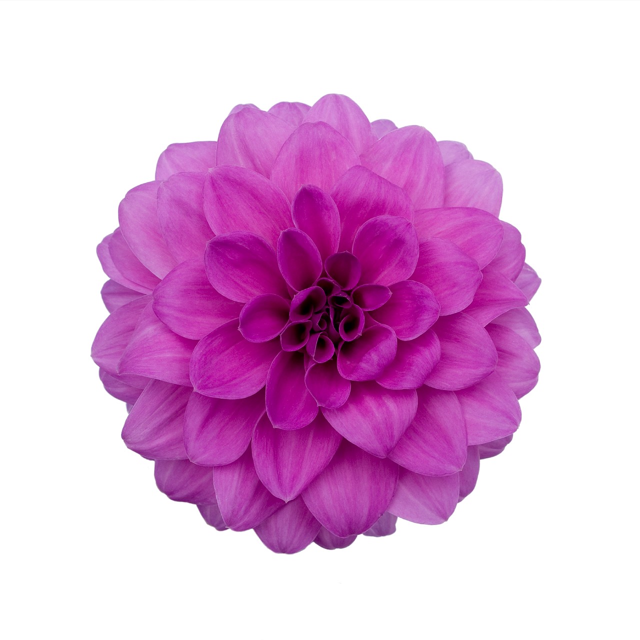 Георгина Hypnotica Lavender
