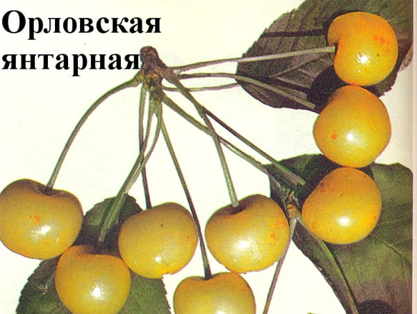 Черешня Орловская янтарная