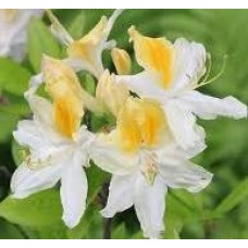 Азалия крупноцветковая (Azalea wielkokwiatowa Northern Hi-Lights)