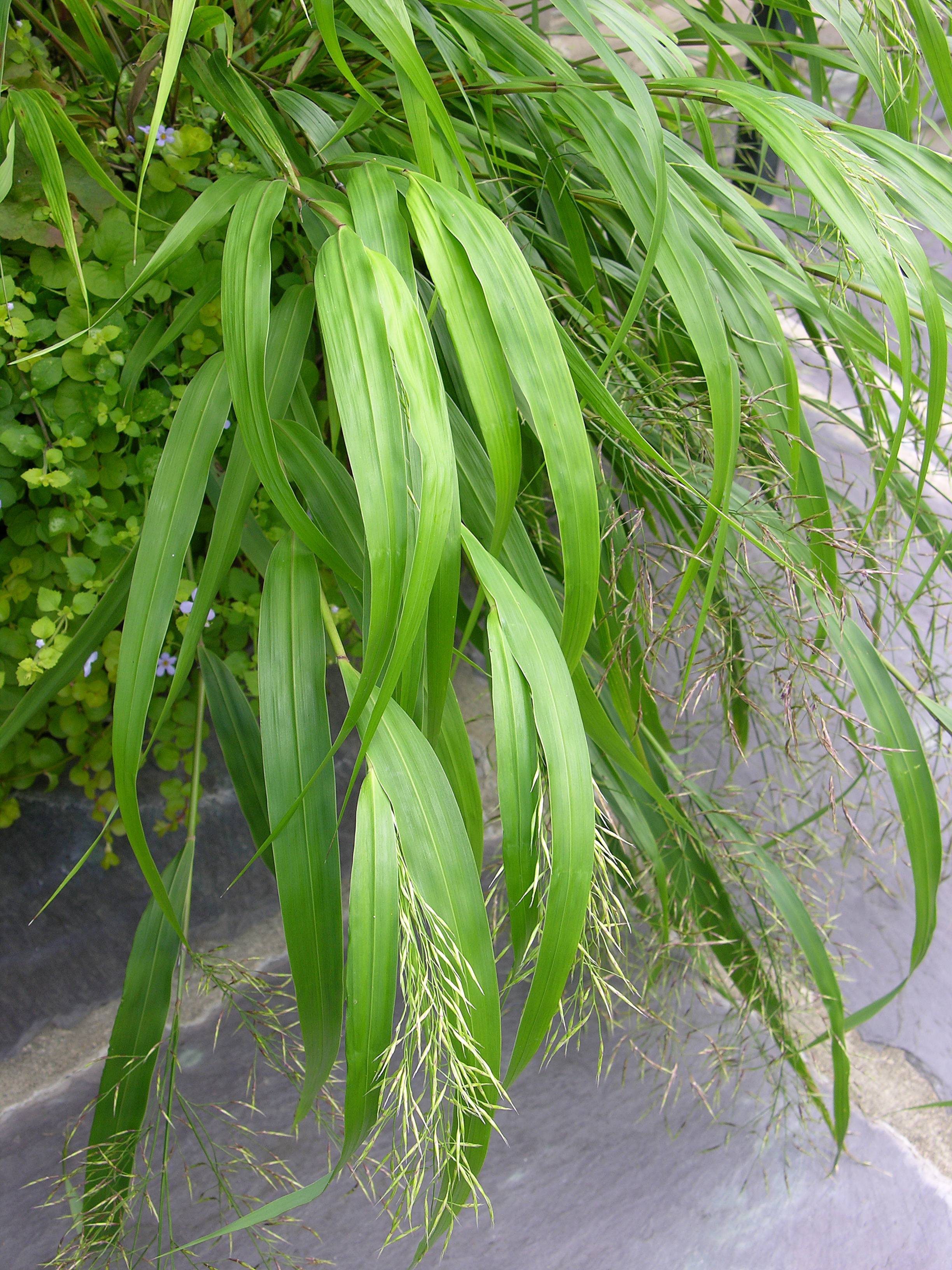 Хаконехлоа большая Aureovariegata