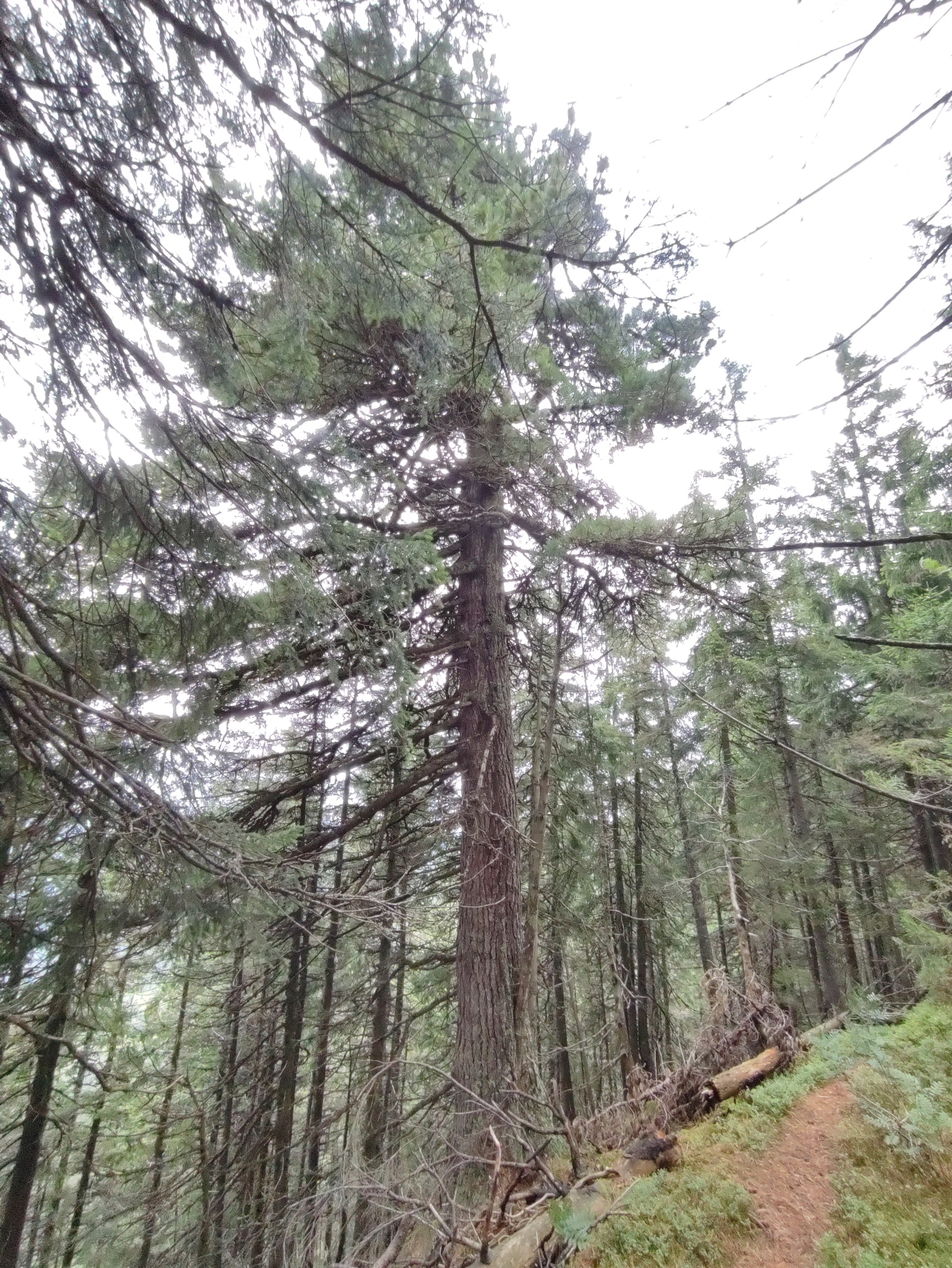 international backfill (iNaturalist): Pinus cembra