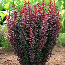 Барбарис тунберга (Berberis thunbergii Chocolate Summer)