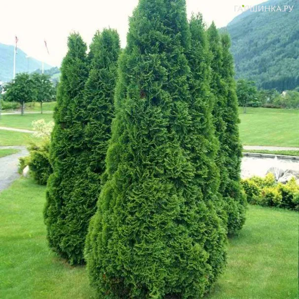 Туя Холмструп