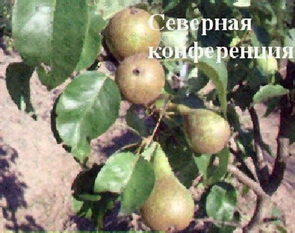 Груша Северная конференция