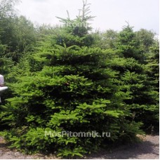 Пихта корейская 180-200 см