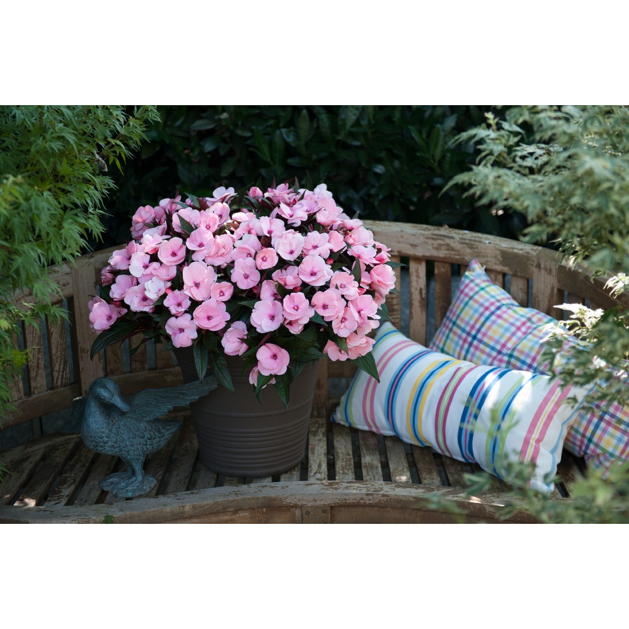 Бальзамин Petticoat Soft Pink